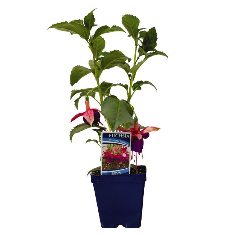 Fuchsia 10cm Pot, , hi-res