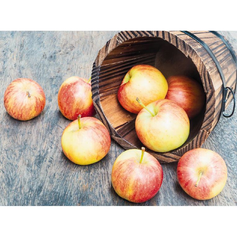 Apple Tree 4.7L Pot, , hi-res