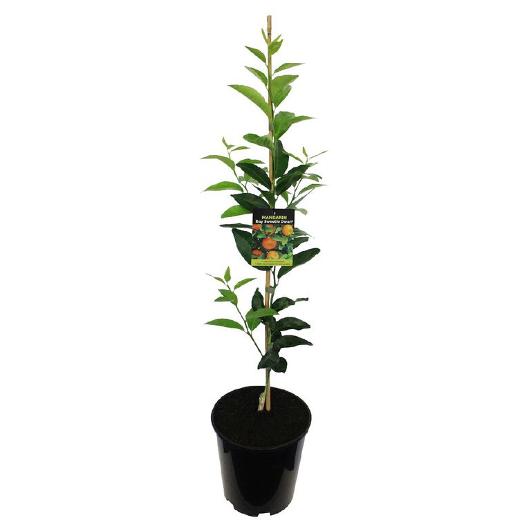 Citrus Mandarin Dwarf 4.7L, , hi-res