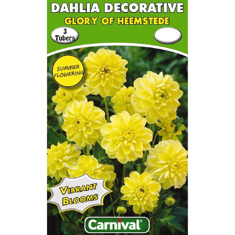 Kiwi Garden Dahlia Bulb Single Variety 3 Pack, , hi-res