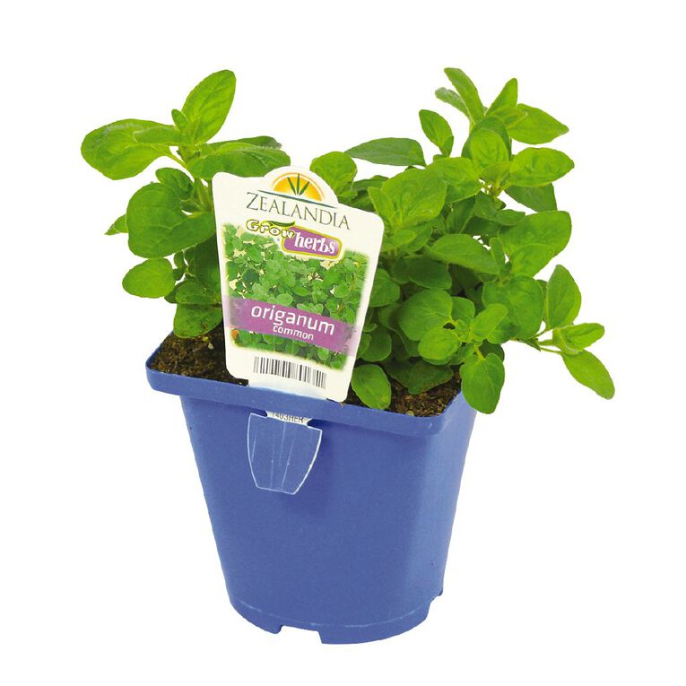 Growherbs Oregano Common, , hi-res