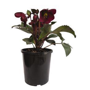 Helleborous ice n roses red 2.4L Pot