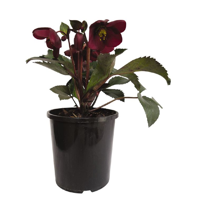 Helleborous ice n roses red 2.4L Pot, , hi-res