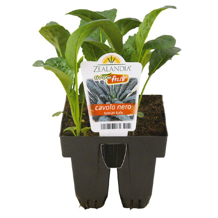 Growfresh Cavolo Nero Tuscan Kale, , hi-res