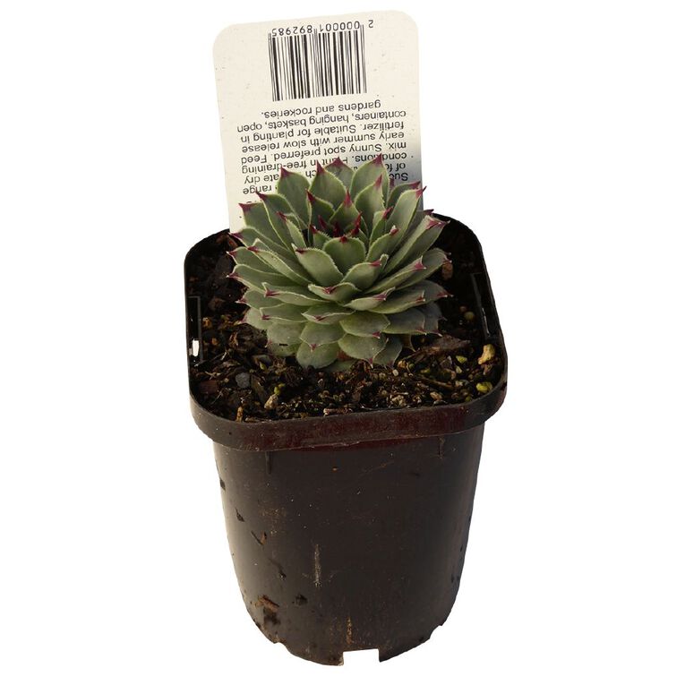 Succulents 9cm Pot, , hi-res