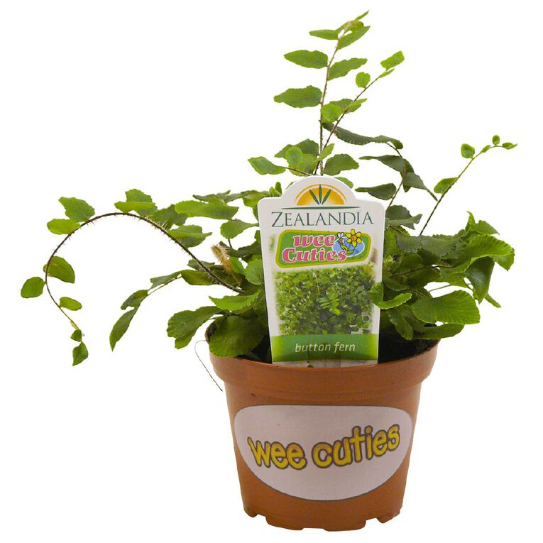 Indoor Wee Cuties Baby Houseplant 8cm Pot, , hi-res