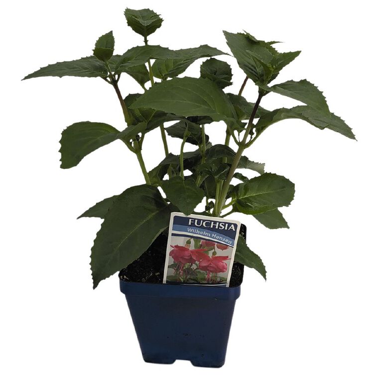 Fuchsia 10cm Pot, , hi-res