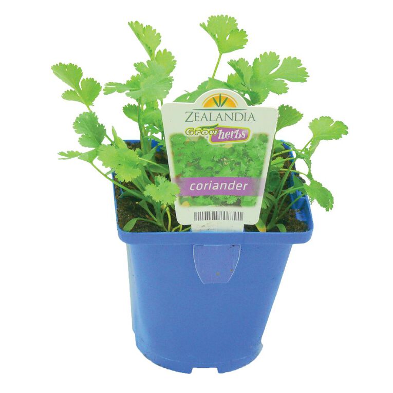 Growherbs Coriander, , hi-res
