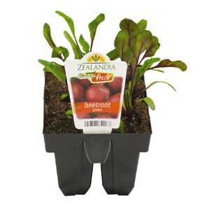 Growfresh Beetroot