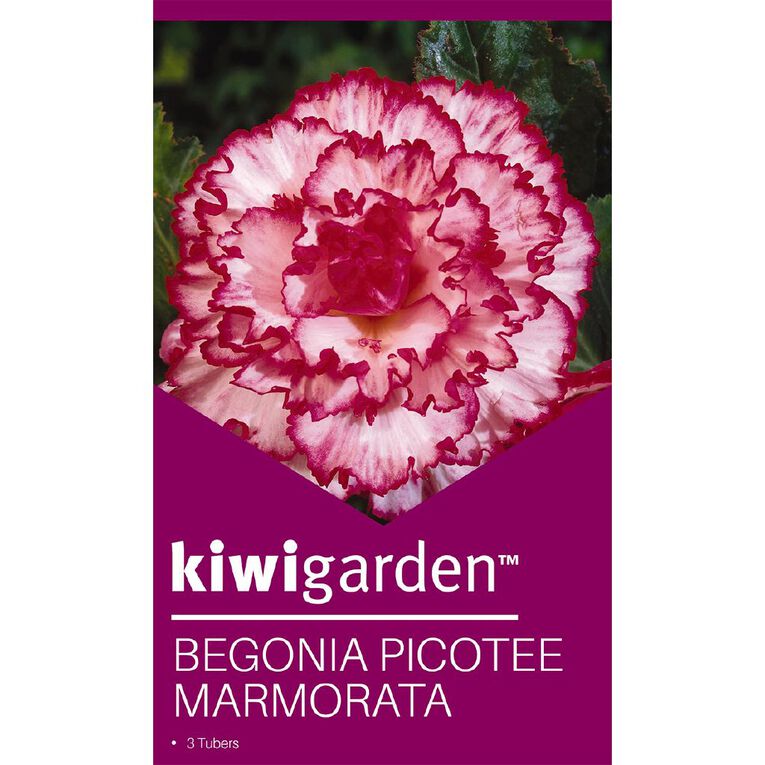 Kiwi Garden Begonia Tuber Frilled Single Variety 3 Pack, , hi-res