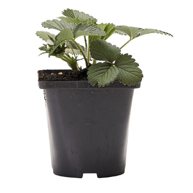 Single Strawberry Assorted 10cm Pot, , hi-res
