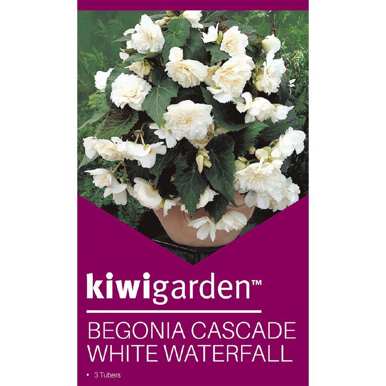 Kiwi Garden Begonia Tuber Frilled Single Variety 3 Pack, , hi-res