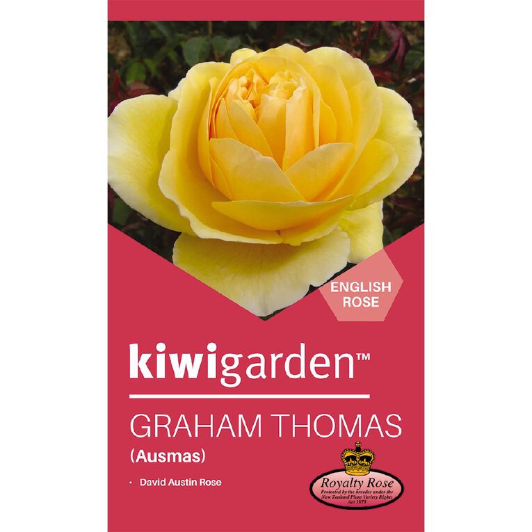 Kiwi Garden Old English Rose Potted, , hi-res