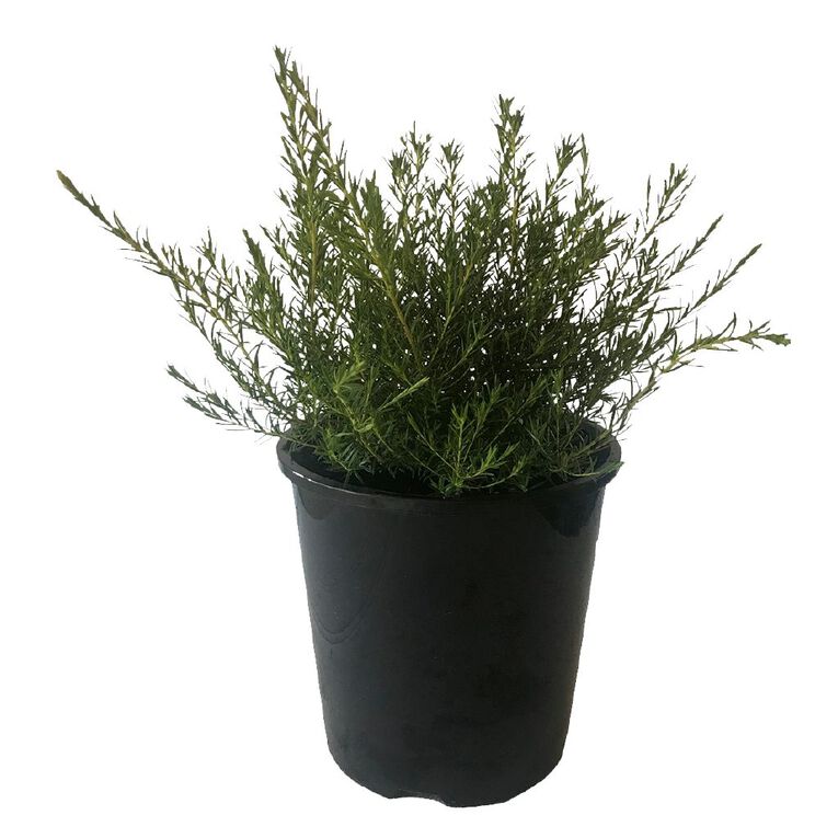 Diosma Ericoides Potted Plant - 1.9L, , hi-res