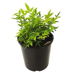 Nandina Lemon & Lime Potted Plant 2.4L