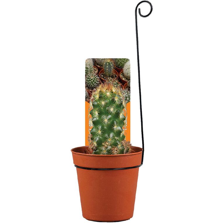 Cacti Assorted 5.5cm Pot, , hi-res