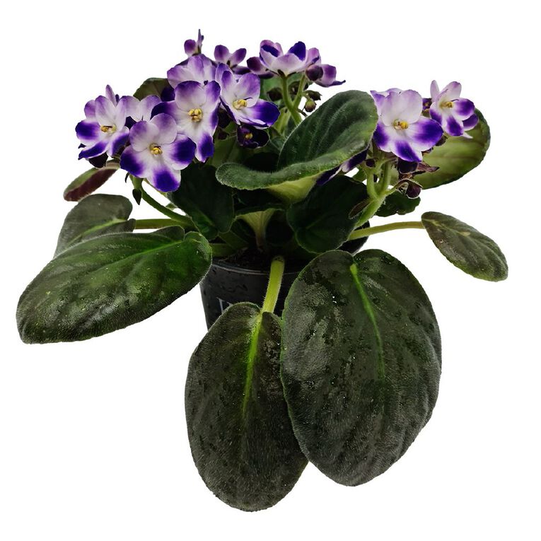 Indoor African Violet 10.5cm, , hi-res