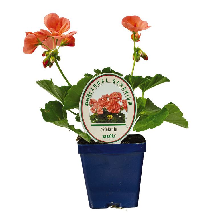 Geranium Pac 9cm Pot, , hi-res