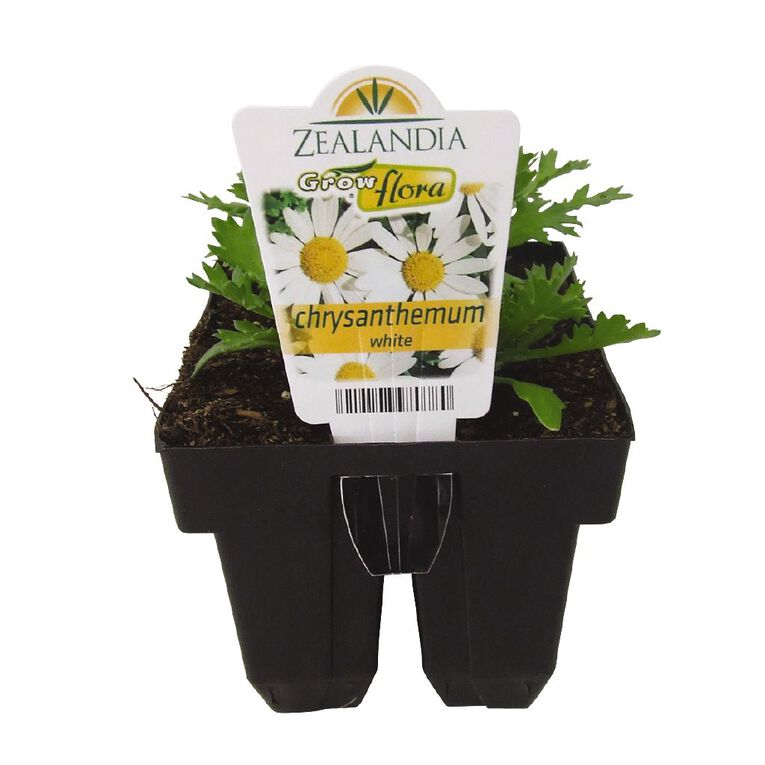 Growflora Chrysanthemum White, , hi-res