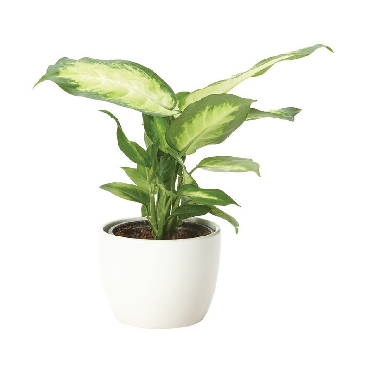 Foliage in Ceramic (Tabletops) 9cm Pot, , hi-res