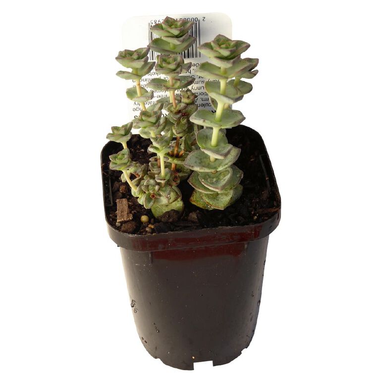 Succulents 9cm Pot, , hi-res