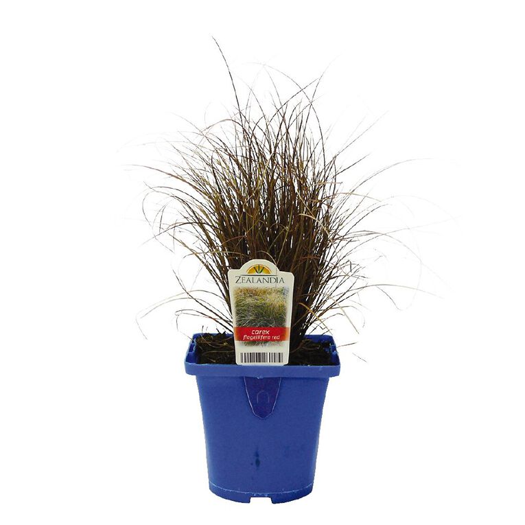 Landscape Grass Carex Comans Green 10cm Pot, , hi-res