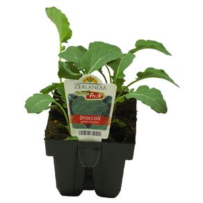 Growfresh Broccoli Green Dragon