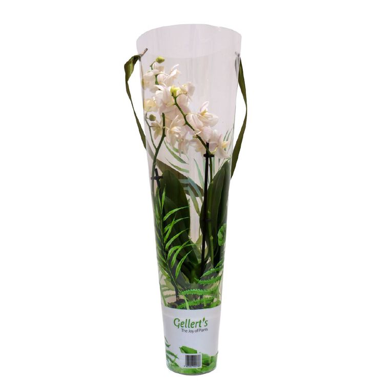 Mini Orchid Promo 9cm, , hi-res