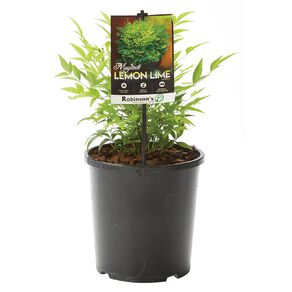 Nandina Magical Lemon & Lime 2.4L Pot