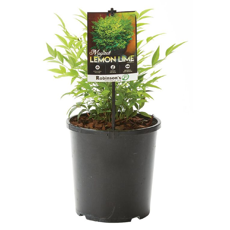 Nandina Magical Lemon & Lime 2.4L Pot, , hi-res