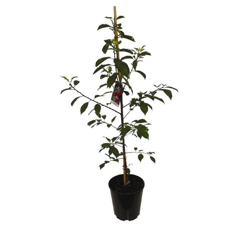 Plum Tree 4.7L Pot, , hi-res