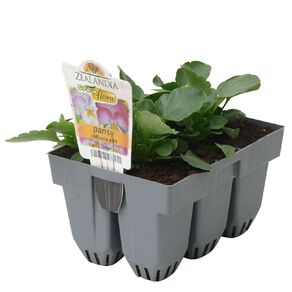 Growflora Pansy Radiance Pink