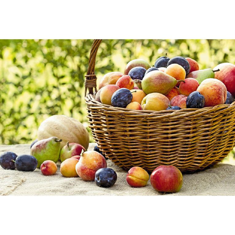 Apple Tree 4.7L Pot, , hi-res