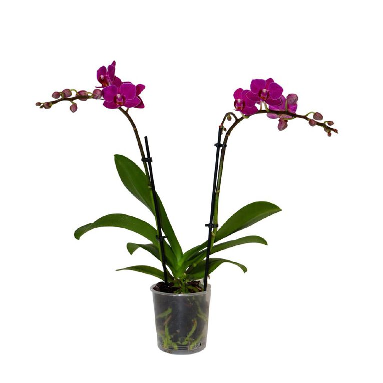 Mini Orchid Promo 9cm, , hi-res