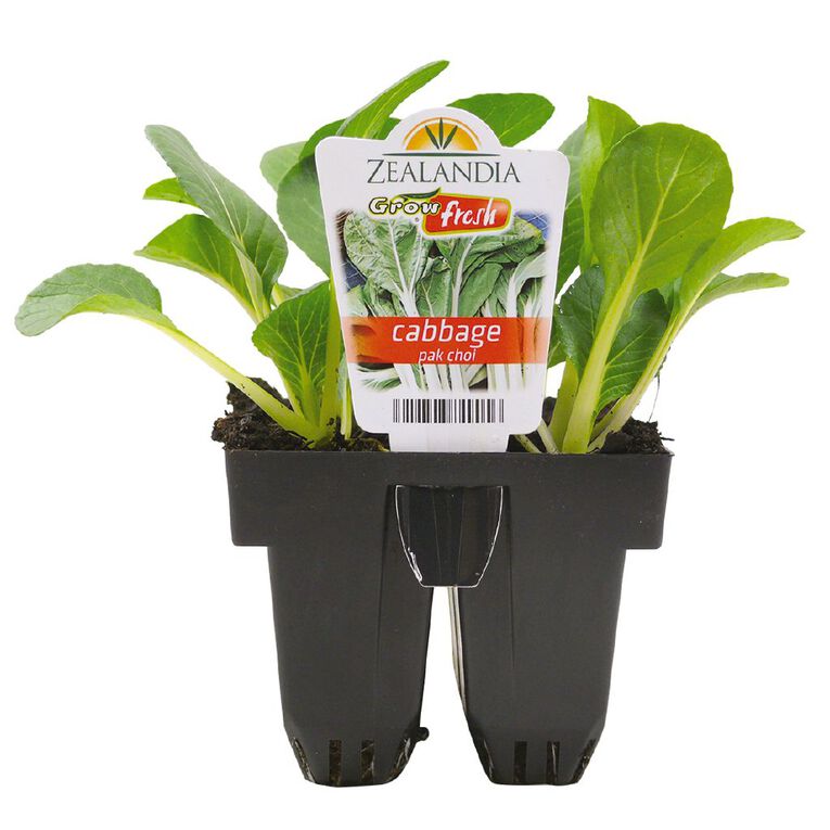 Growfresh Cabbage Pak Choi, , hi-res