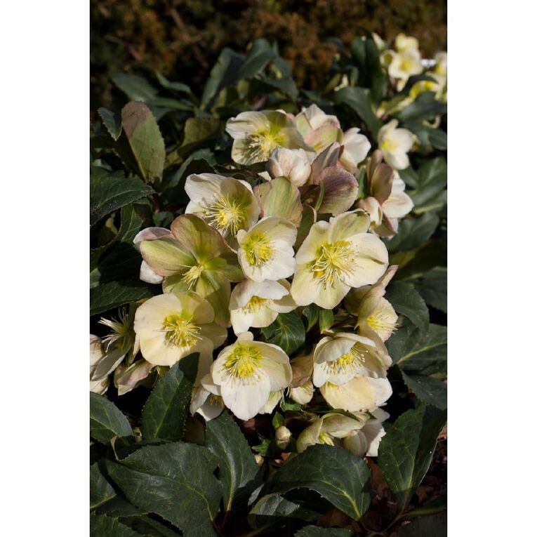 Helleborous 2.4L, , hi-res