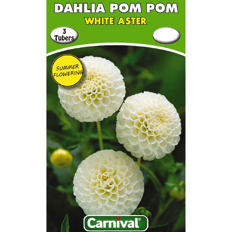 Kiwi Garden Dahlia Bulb Single Variety 3 Pack, , hi-res
