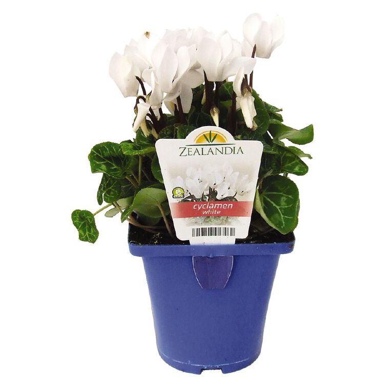 Elite Outdoor Cyclamen Mix 10cm Pot, , hi-res