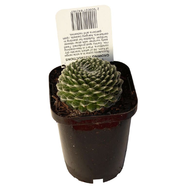 Succulents 9cm Pot, , hi-res