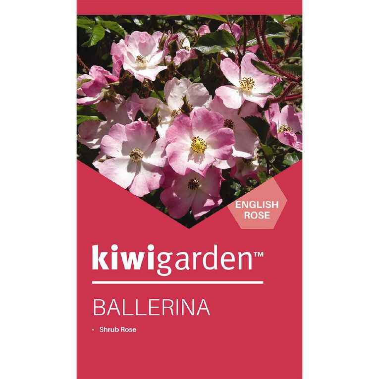 Kiwi Garden Old English Rose Potted, , hi-res