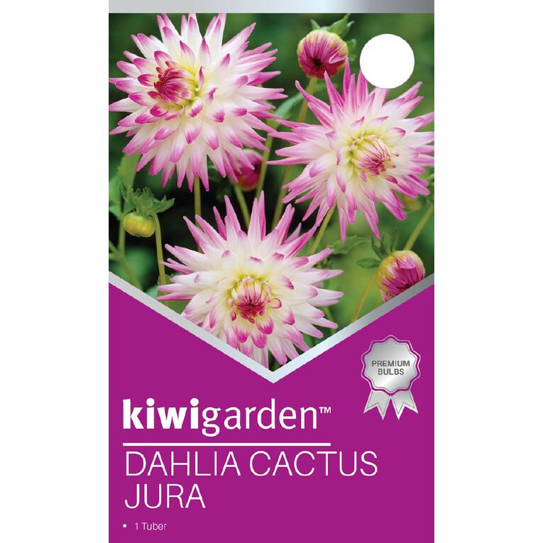 Kiwi Garden Dahlia Cactus Type 1 Pack, , hi-res