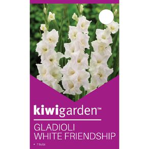 Kiwi Garden Gladioli White Friendship 7 Pack