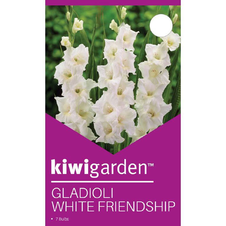 Kiwi Garden Gladioli White Friendship 7 Pack, , hi-res