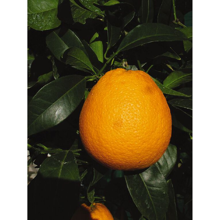 Citrus Orange 4.7L Pot, , hi-res