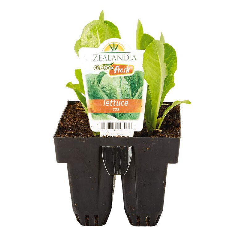 Growfresh Lettuce Cos, , hi-res