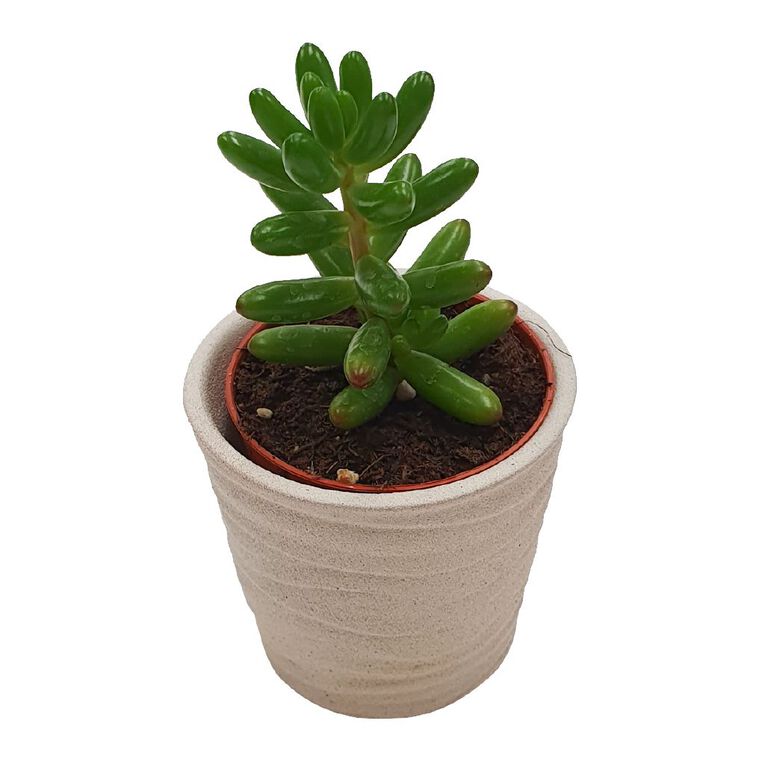 Succulents in Ceramics, , hi-res