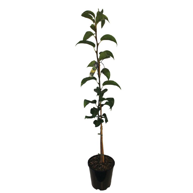 Nashi Pear Mixed 4.7L Pot, , hi-res