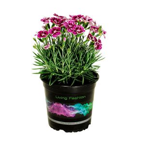 Dianthus Flutterburst 14CM