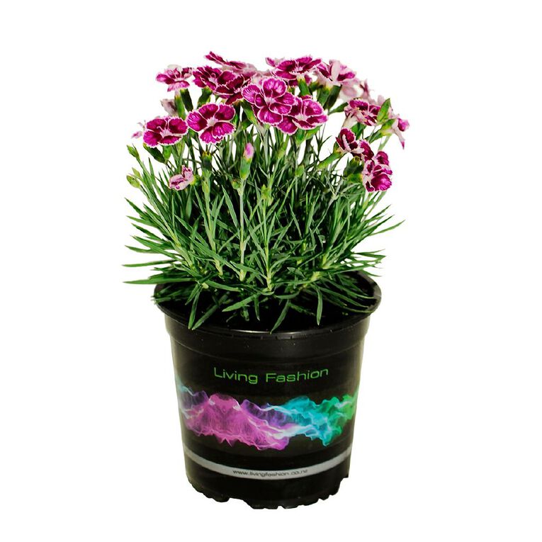Dianthus Flutterburst 14CM, , hi-res