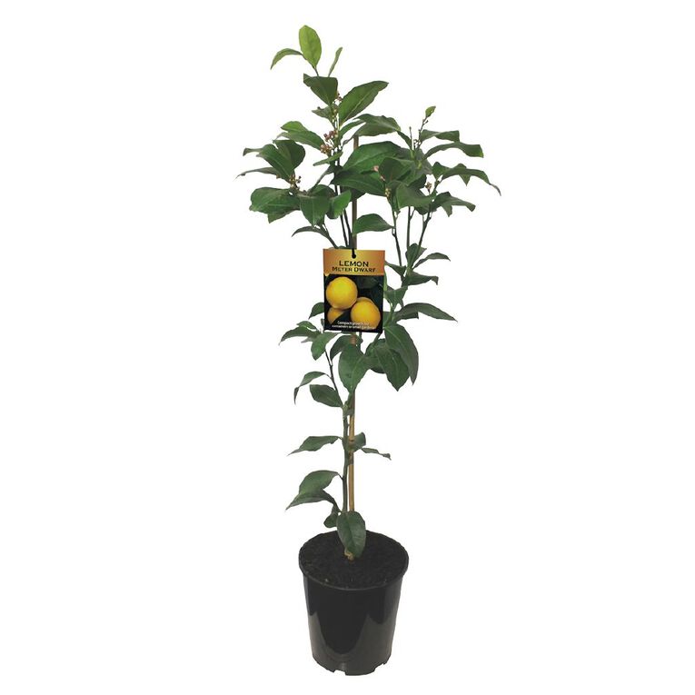 Citrus Meyer Lemon Dwarf 4.7L Pot, , hi-res